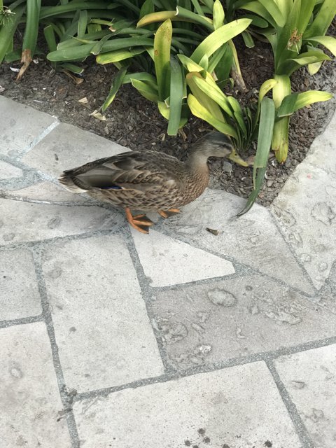 Mallard Duck on Flagstone Walkway