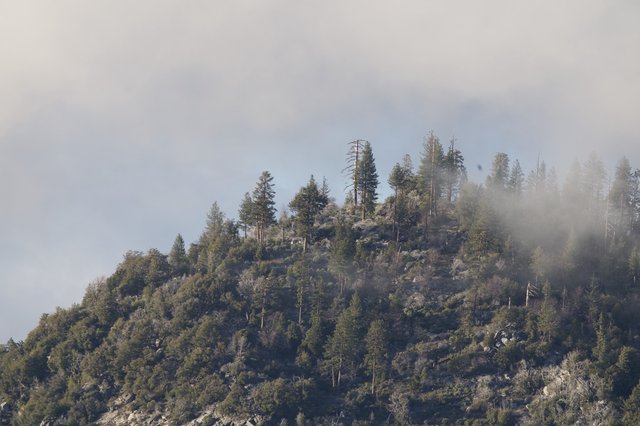 Misty Forest Ridge in Yosemite Winter Landscape