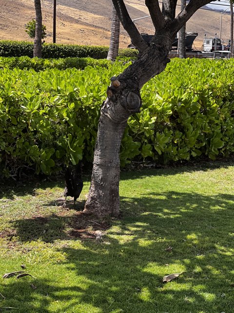 A Black Bird Perches on a Tree