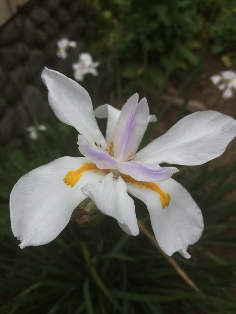 White Iris Blooming in Altadena