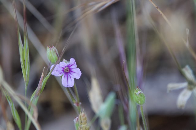 Delicate Wild Bloom Among Grasses on Mt. Diablo