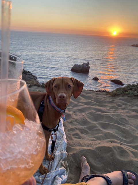 Beachside Pup Happy Hour