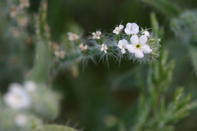 Geranium Flower With Small Petals