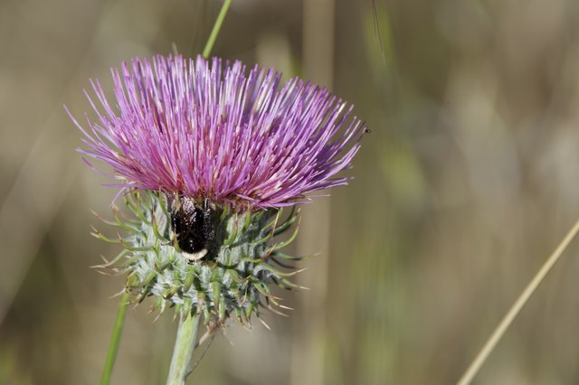 Bumblebee Foraging on Purple Thistle Bloom