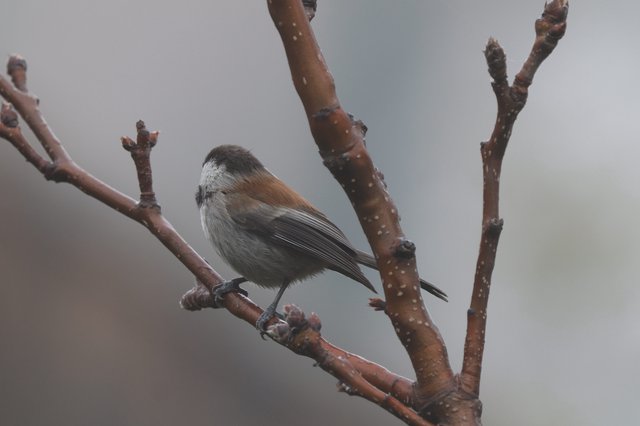 Boreal Chickadee Perched on Winter Cherry Branch