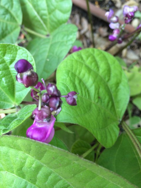 A Beautiful Purple Flower with Berries