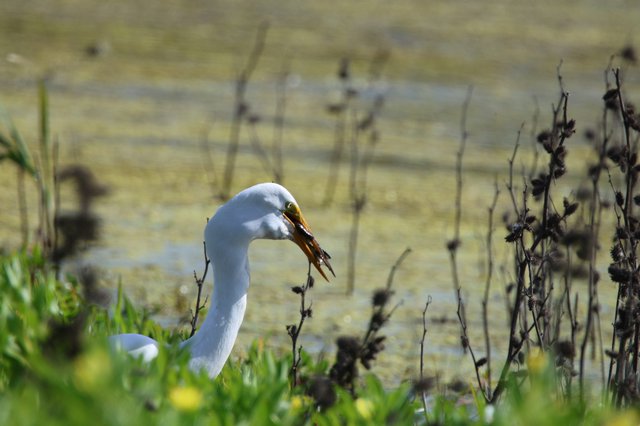 Great Egret Catches Crawfish at Wetland