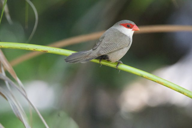 Perched in Tranquility: The Crimson-Faced Finch