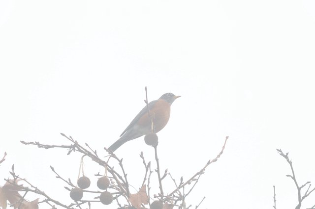 Robin Perched in Foggy Winter Branches