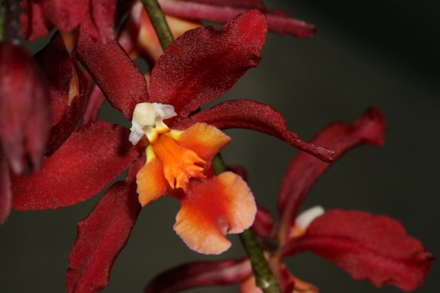 Vibrant Red Orchid with Orange and Yellow Flowers