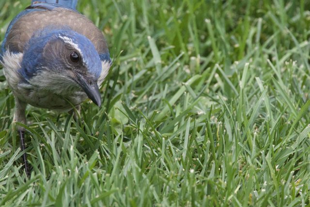 Curious Jay in the Grass