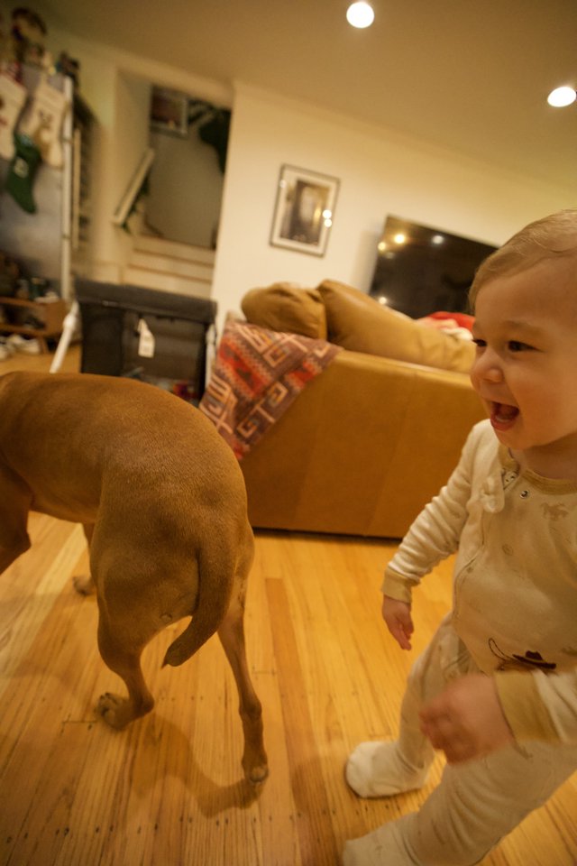 Joyful Toddler Playing with Dog in Living Room