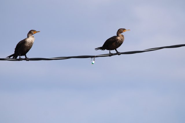 Double-crested Cormorants Perched on Wire at Dusk