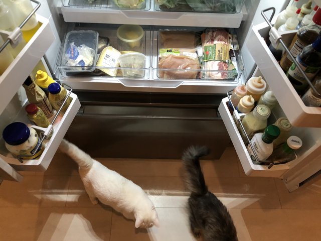 The Curious Cat and the Refrigerator