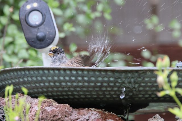 Golden-Crowned Sparrow Splashing in Garden Bird Bath
