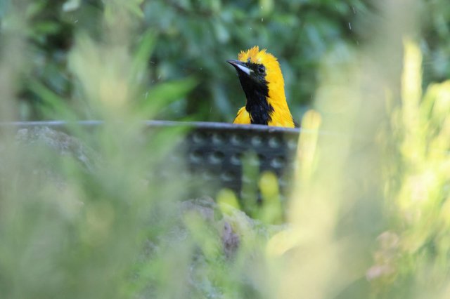 Hooded Oriole Bathing Behind Blurred Foliage