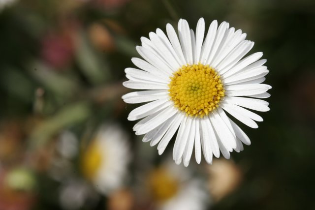 One Perfect Daisy