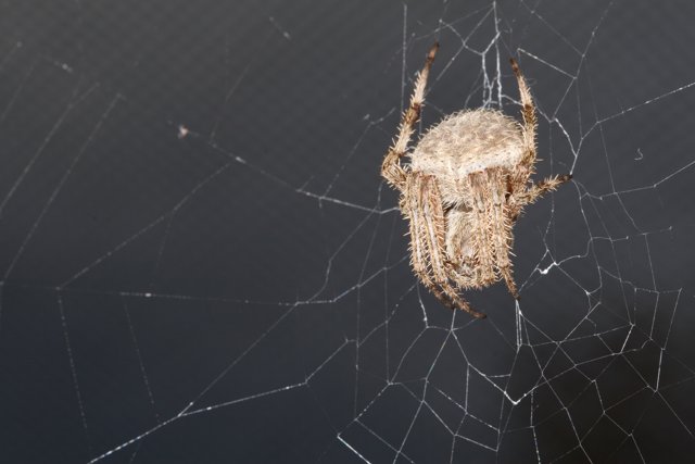 Garden Spider on Its Web