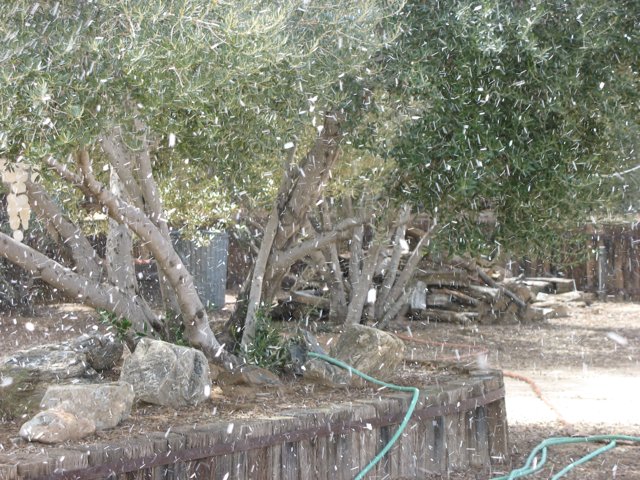 Winter Tree with a Hose
