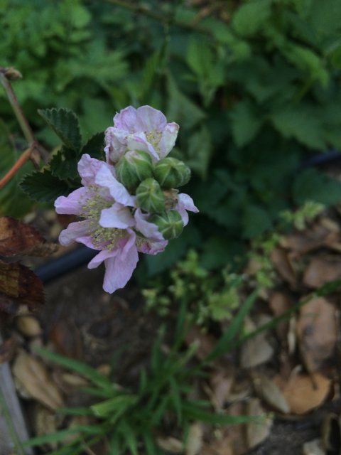 A Delicate Geranium Bloom