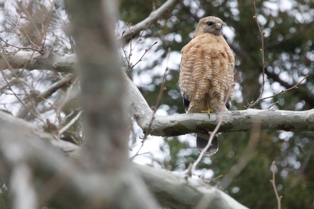 Red-Shouldered Hawk Perched on Winter Branch