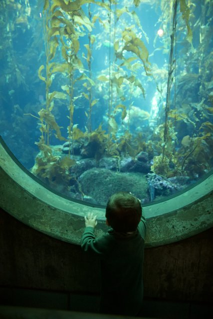 Mesmerized by the Deep Blue: Monterey Bay Aquarium, 2023