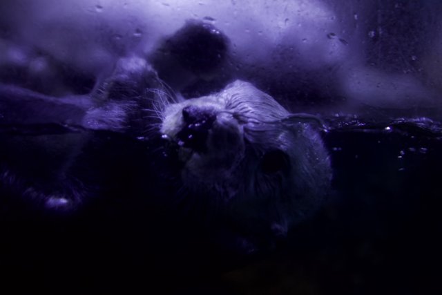 Otter in Purple Hues