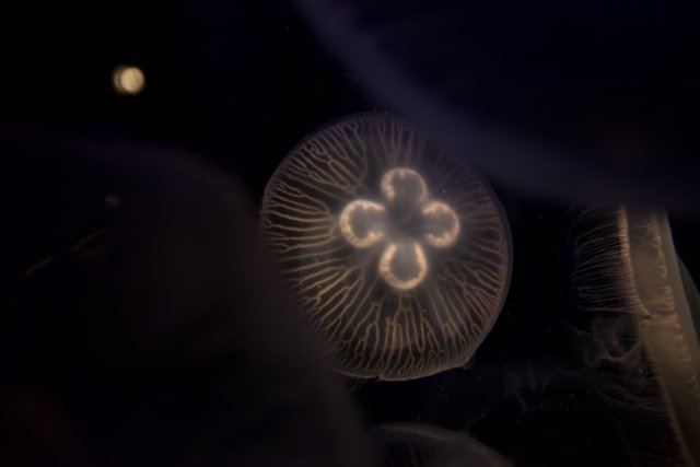 Blooming Jellyfish