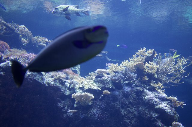 Underwater Coral Reef Scene with Pufferfish and Diver