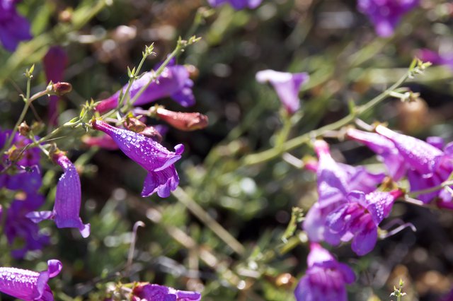 Purple Penstemon Blooms Glistening After Spring Rain