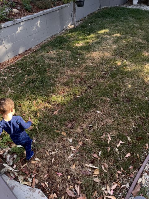 Exploring the Backyard