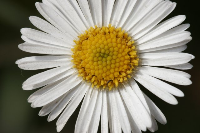 Elegant White Daisy with a Yellow Center