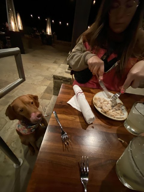 Canine Companion at Lunch