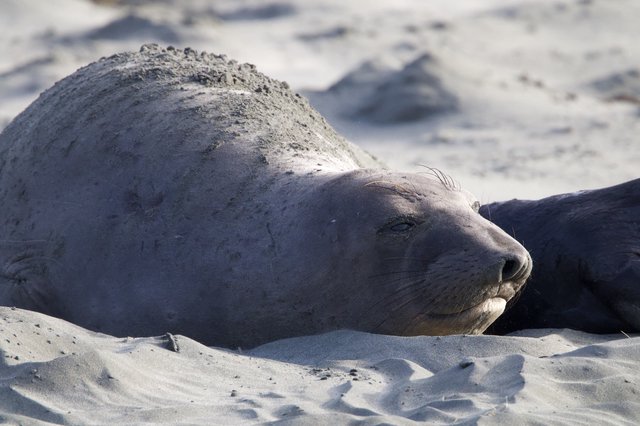 Elephant Seal Resting on Sandy Beach at Drakes Beach