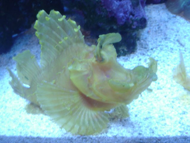 Bright and Beautiful Fish in the Aquarium