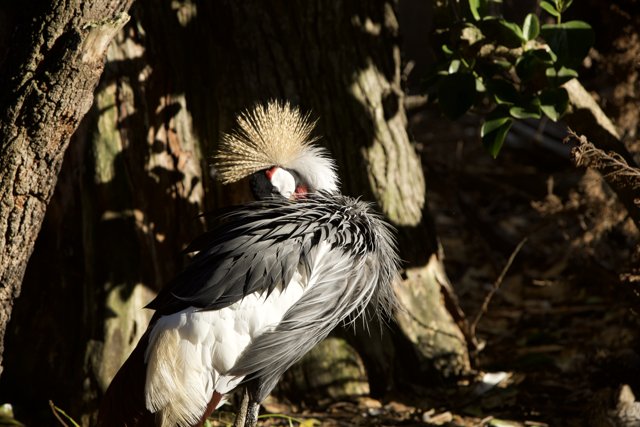 Sunlit Splendor: Long-Tailed Bird Encounter at SF Zoo