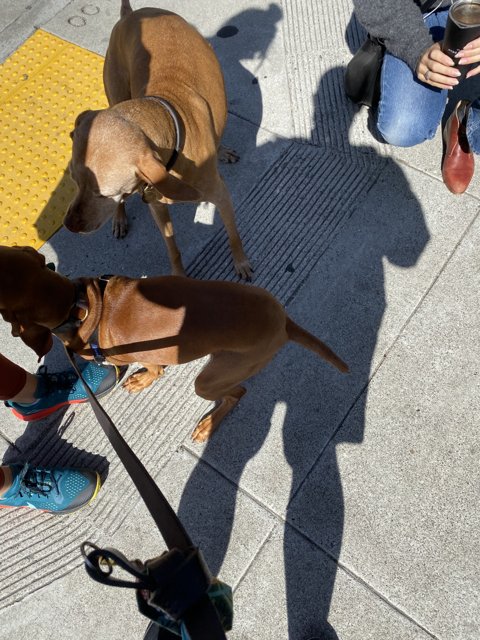 A Stroll Through San Francisco with Our Furry Friends