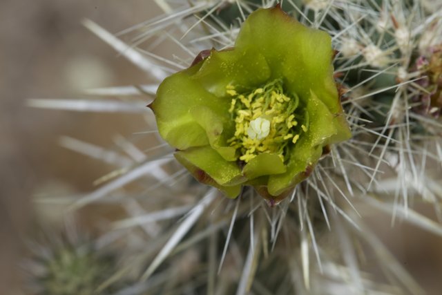 A Vibrant Cactus Flower