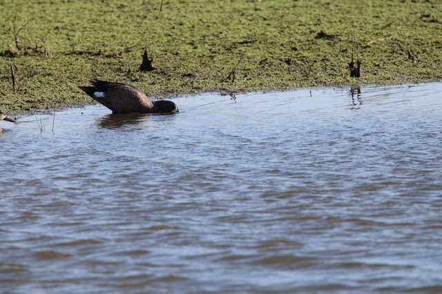Blue-winged Teal Duck Foraging in Shallow Wetland Waters