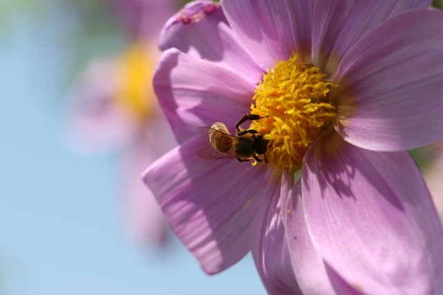 Bee Gathering Pollen on Pink Flower