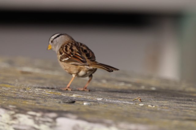 White-Crowned Sparrow on Weathered Wood at Drakes Beach