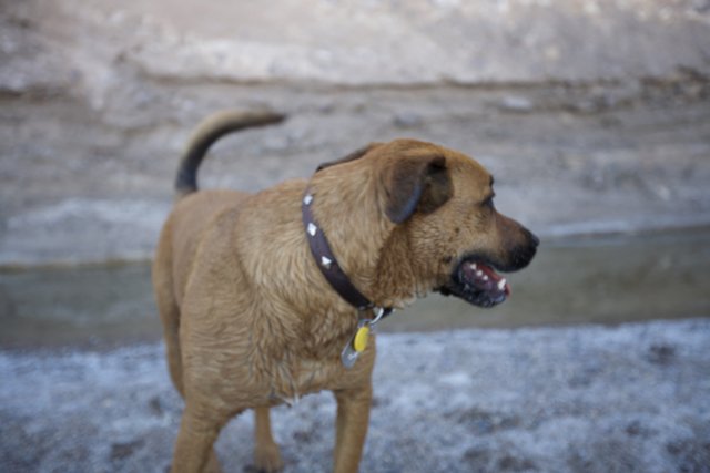 Desert Dog on the Hunt