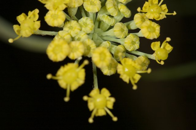 Bright and Beautiful Apiaceae Flowers