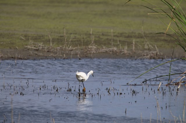 White Egret Wading in Flooded Rice Field