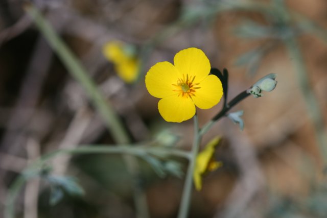 The Lone Yellow Geranium Flower