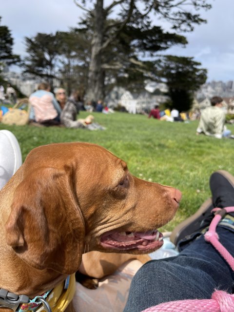 Canine Comfort in the Park