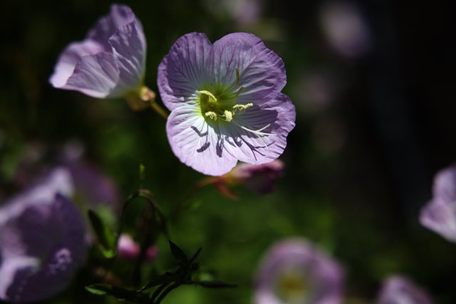 Radiant Purple Blossoms