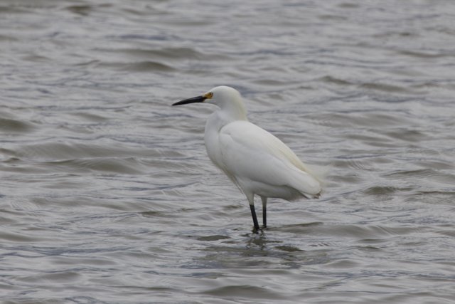 Graceful Sentinel of the Wetlands