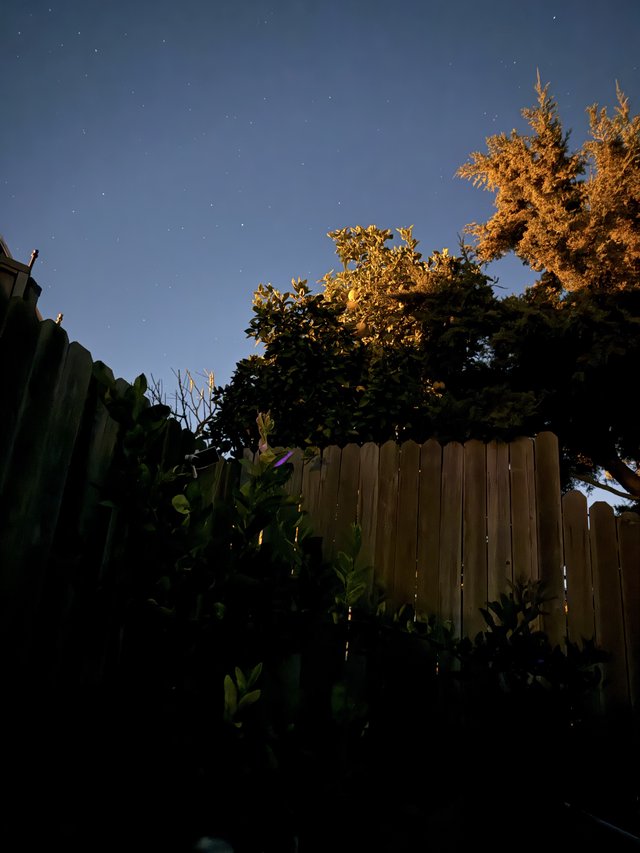 Backyard Garden Under Stars at Dawn