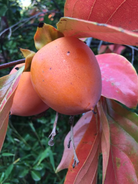 Persimmon Tree Laden with Fruit